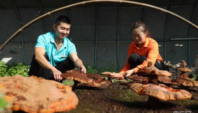 鸿飞生物：解决冷凉地区灵芝种植技术难题