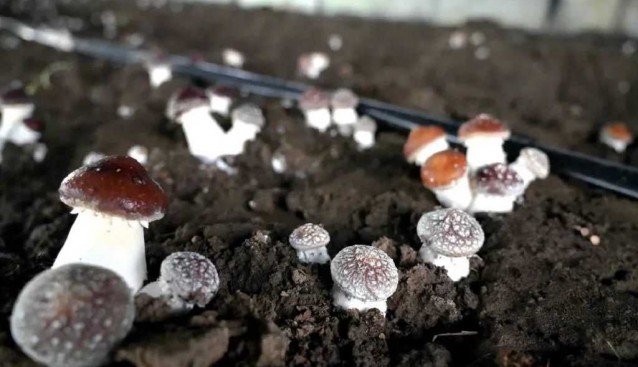 四川阿壩縣：食用菌種植基地赤松茸豐收了