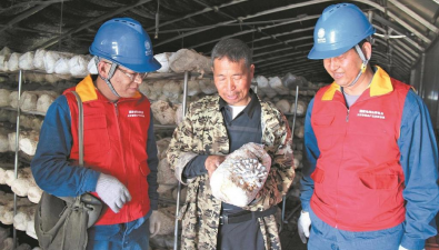 山西晋城：供电公司帮扶食用菌基地，三方共赢