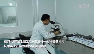 河北新河：乡村建起菌种实验室，培育致富金耳