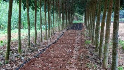 海南橡胶林下食用菌轻简化栽培技术