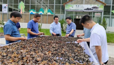 陜西省農業農村廳調研指導柞水木耳，提出3點要求