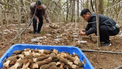 贵州印江：“菌厂+合作社+基地+农户”发展林下食用菌经济