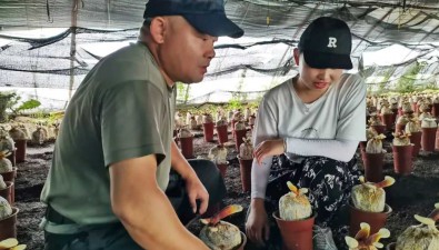 退役軍人大棚種靈芝，致富有“靈藥”