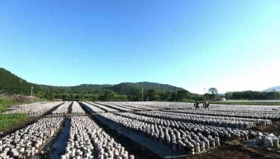 黑龍江東寧：黑木耳年均栽培約9億袋
