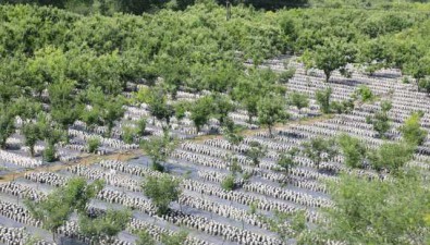 北京密云：蒼術會村“頭茬”黑木耳開始采收