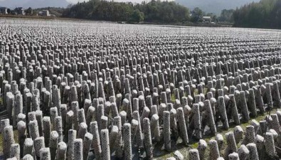 安徽東至縣：黑木耳新品種釋放無(wú)限“錢(qián)”景