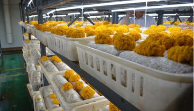 云南石林縣：種植食用菌近3000畝