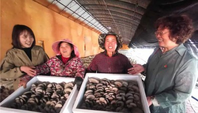 内蒙古武川县：科技支撑，小蘑菇有了大“钱途”