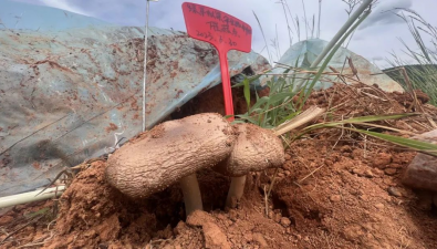 云南南华：鸡枞菌仿野生种植技术喜获突破