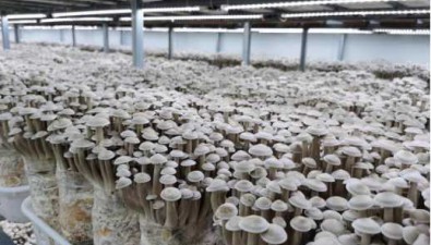 珍菌子生物：鹿茸菇工厂化标准生产基地年产5000吨