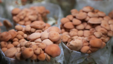 “钱”景可观！李玉院士团队研发的果味菇在河南宝丰实现工厂化生产