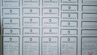 新鄉市農科院食用菌新品種授權數量居全國首位