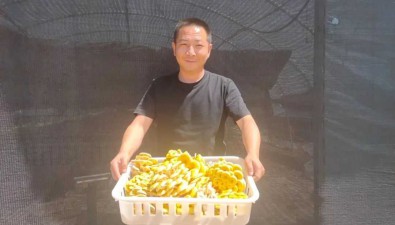 每菌棚年純收3萬多元，6座大棚的榆黃蘑陸續出菇