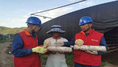 甘肃武威：电力为食用菌生产保驾护航