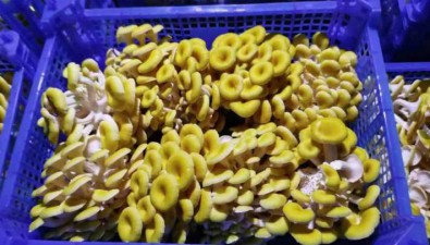 北京延慶：300年栗樹“聯姻”食用菌，激活致富新“基因”