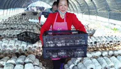 陕西太白县：食用菌产业示范园项目建设生产两不误