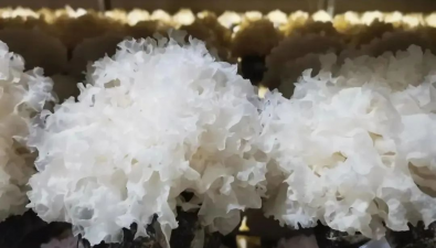 福建古田：食用菌產業不斷邁上新臺階