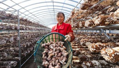 鸿程食用菌：抱团发展食用菌，辐射带动3000多农户种植