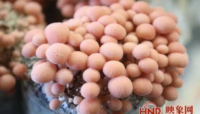 具有“水果味”的菌菇搶“鮮”上市，可以生吃