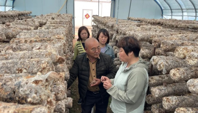 食用菌新品种朱红栓菌，在国内实现人工栽培