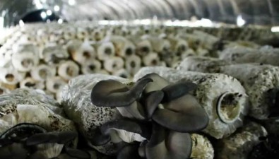 安徽臨泉縣：將建設食用菌產業園示范基地