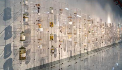 占地400平方米，云南一小學建了個野生菌博物館
