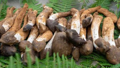 云南楚雄：世界野生菌王國