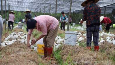 江西宜黄县：1.5万亩竹荪，预计产值达2.4亿元