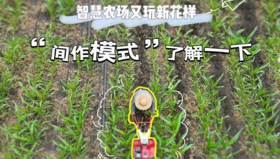 智慧農(nóng)場(chǎng)玩出新花樣，“米菇立體間作”創(chuàng)造新價(jià)值