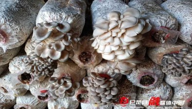 新疆巴楚：小平菇撐開“致富大傘”