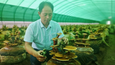 金隆菇業(yè)：靈芝嫁接，草變“寶”