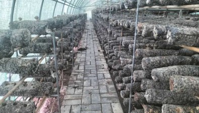 宁夏青铜峡：林皋村食用菌二期种植基地预计10投产