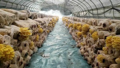小干坝村食用菌基地：群众产业分红近15万元