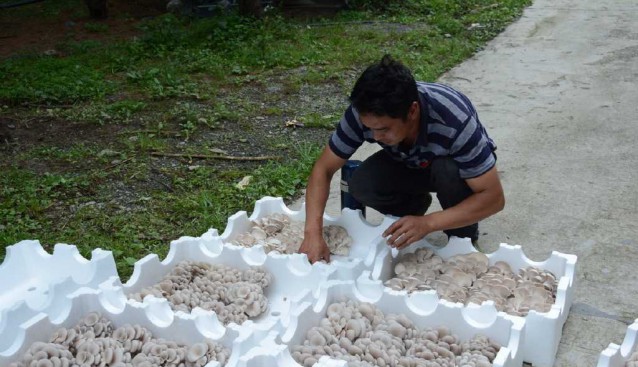 贵州织金：千亩食用菌，共织乡村致富梦