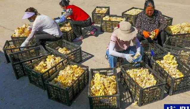 甘肅合水縣：固城鎮黃金菇迎來豐收季