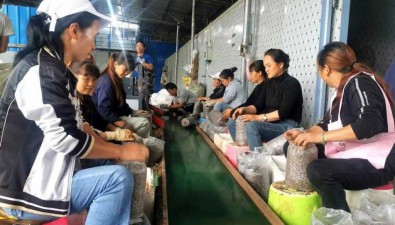 贵州六盘水：水城区反季种植平菇预计产值2.7亿元