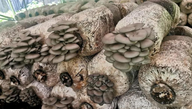 貴州六盤水：水城區(qū)主推反季節(jié)平菇種植，產(chǎn)業(yè)優(yōu)勢更優(yōu)