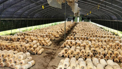 什錦坪子食用菌基地：獨特氣候適宜一年種兩季平菇