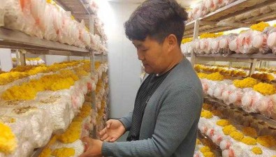 旦知旺加：90后新農(nóng)人，回鄉(xiāng)做首個(gè)食用菌種植帶頭人
