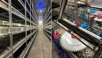 荷兰Heereco公司引进食用菌自动化收获设备 省工提效