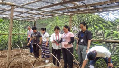 广东韶关：沙溪镇聚焦食用菌产业