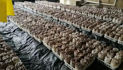 警惕極端降雨影響，做好食用菌生產防范