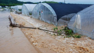 暴雨過后食用菌生產如何恢復？這些事情抓緊做……