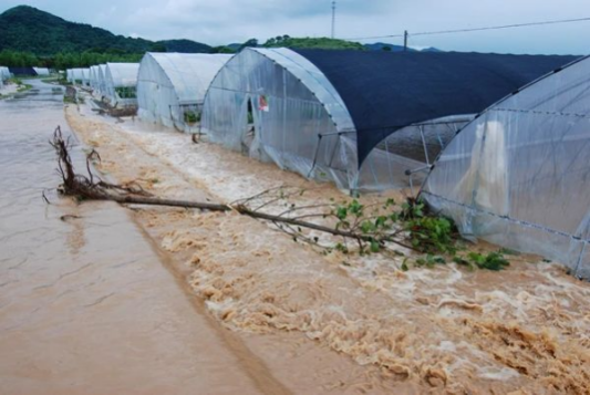 暴雨过后食用菌生产如何恢复？这些事情抓紧做……