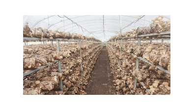 關注：暴雨過后食用菌生產救治措施建議
