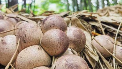 貴州赤水：攻克夏秋季種植紅托竹蓀技術(shù)難題，可實(shí)現(xiàn)周年生產(chǎn)