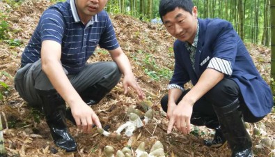 崔顺法：林下培育食用菌，打造致富“新引擎”