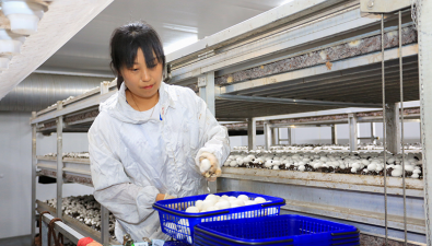 “蘑菇工厂”“种”出新动能，二期即将投产
