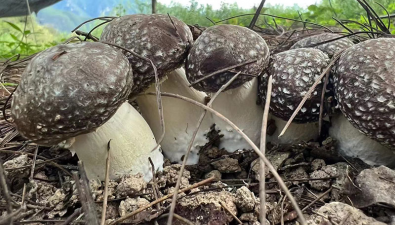 云南香格里拉汤满村：食用菌种植促农增收